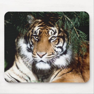 Tiger Enjoying Shade Mouse Pad