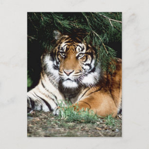 Tiger Enjoying Shade Postcard