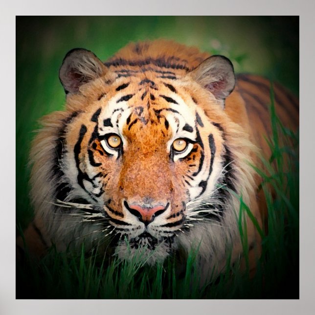 Tiger Eyes Art Print Poster (Front)