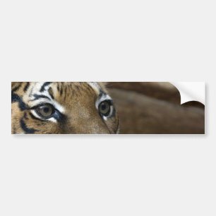 Tiger Eyes Bumper Sticker