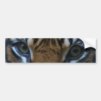 Tiger eyes bumper sticker