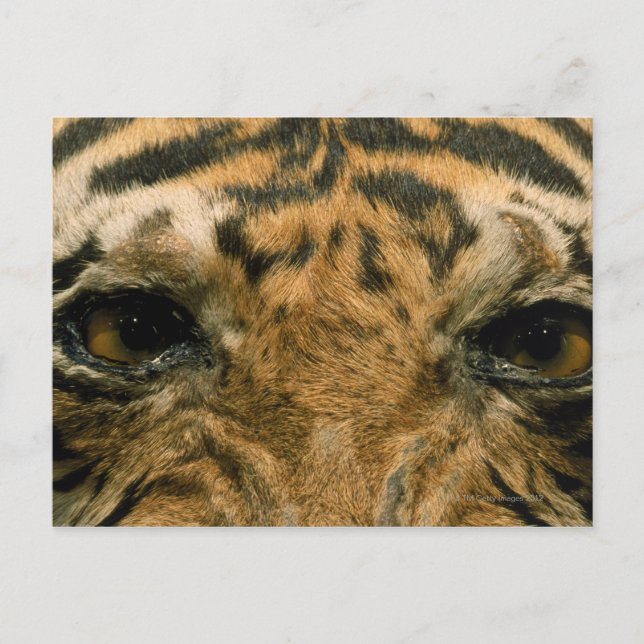 Tiger eyes postcard (Front)