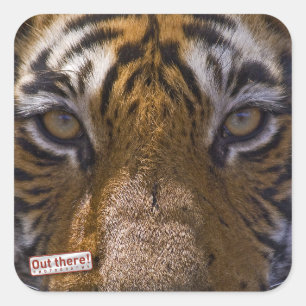 Tiger eyes square sticker
