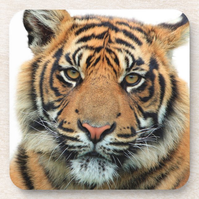 Tiger Face Coaster (Front)