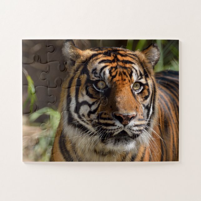 Tiger face jigsaw puzzle (Horizontal)