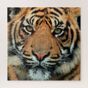 Tiger - Face  - Jigsaw Puzzle