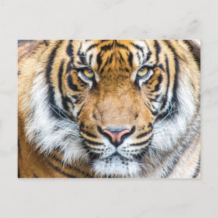 Tiger Face Photo Postcard