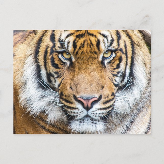 Tiger Face Photo Postcard (Front)