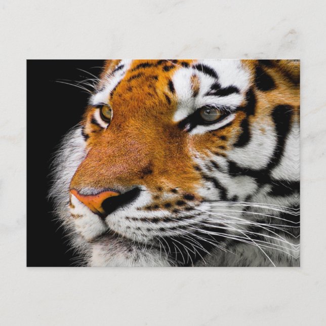 Tiger face postcard (Front)