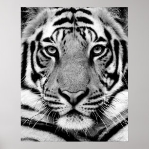 Tiger Face Poster