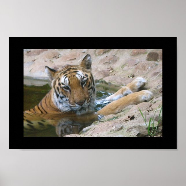 tiger face poster (Front)