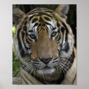 Tiger Face Poster