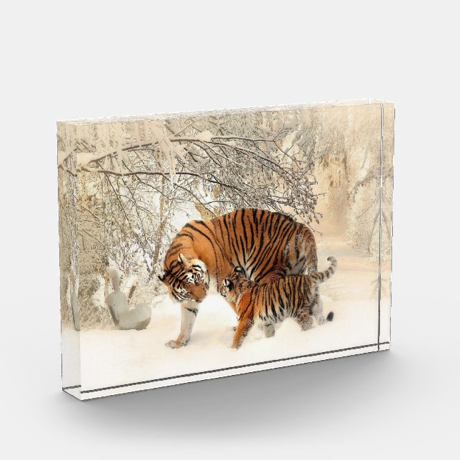 Tiger Family In Winter Landscape Photo Block (Left)