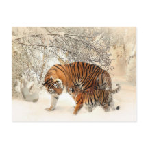 Tiger Family in Winter Landscape Postcard