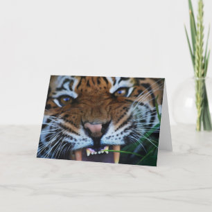 Tiger Fangs Close UP Card