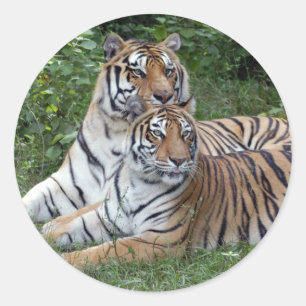 tiger-friends-b-1 classic round sticker