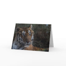 Tiger Greeting Card