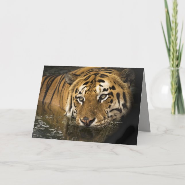 tiger greeting card (Front)