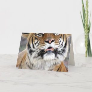 Tiger Greeting Card