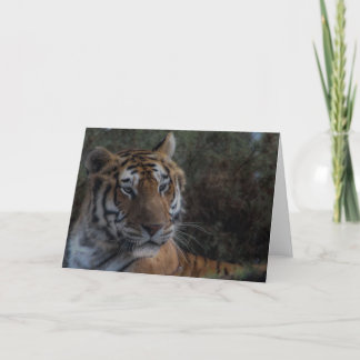 Tiger Greeting Card-Tarjeta Tigre felicitacion Card