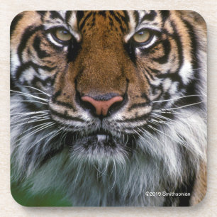 Tiger Head and Face Coaster