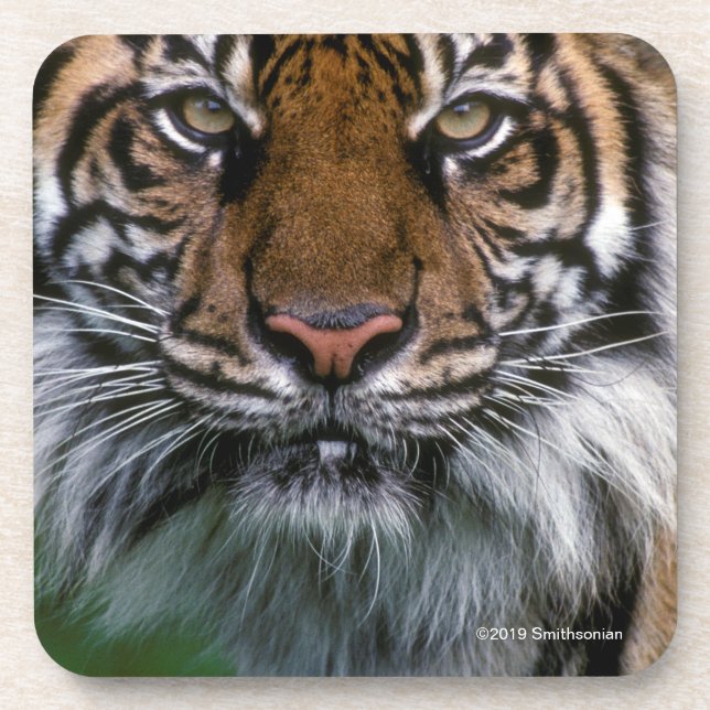 Tiger Head and Face Coaster (Front)