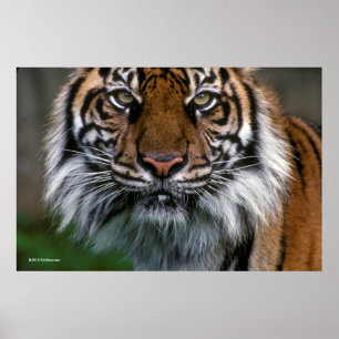 Tiger Head and Face Poster