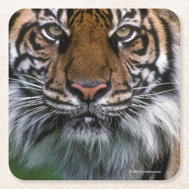Tiger Head and Face Square Paper Coaster (Front)