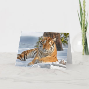 Tiger Holiday Card