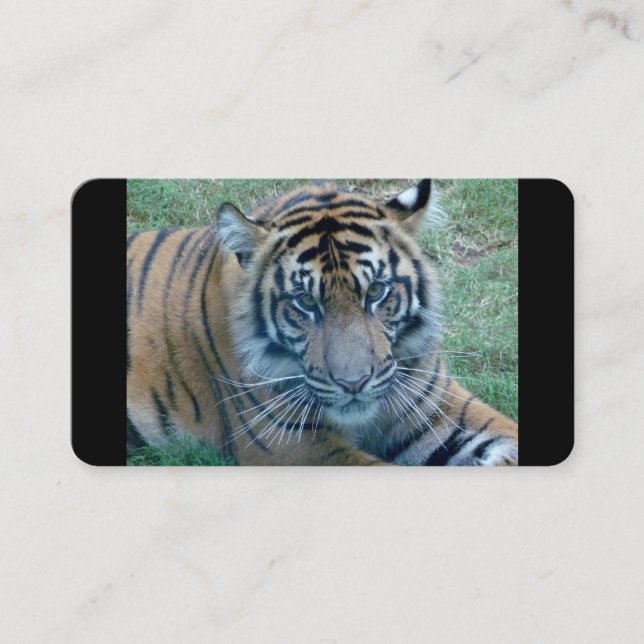 Tiger Image Business cards (Front)