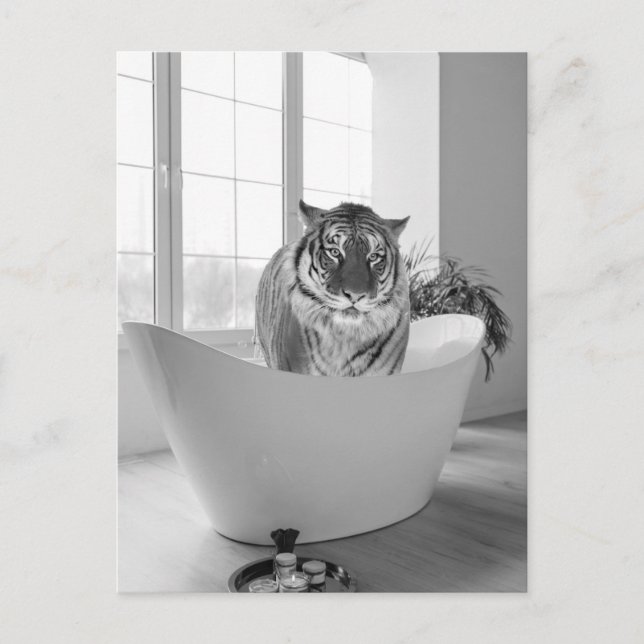 Tiger in Bathtub Black White Bathroom art Postcard (Front)