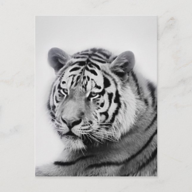 Tiger in Black and White Postcard (Front)