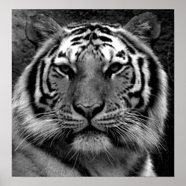 Tiger in Black & White Poster (Front)