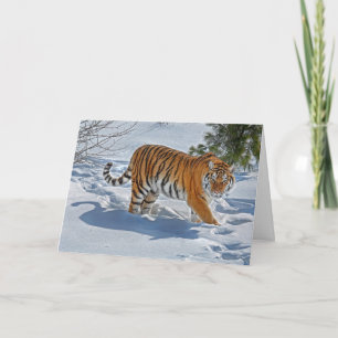 Tiger In Deep Snow  Holiday Card