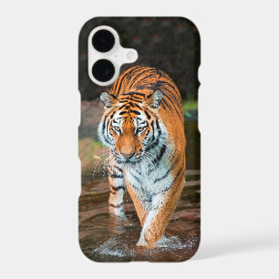 Tiger in River