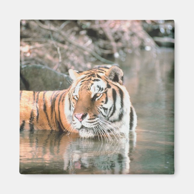 Tiger in stream magnet (Front)