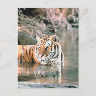 Tiger in stream postcard