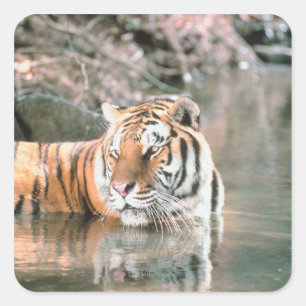 Tiger in stream square sticker