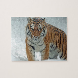 Tiger in the Snow Jigsaw Puzzle