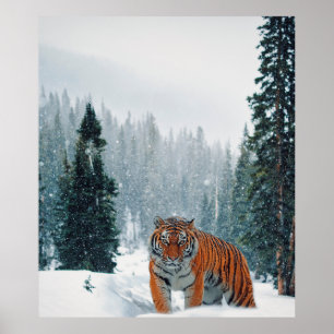 tiger in the snow poster