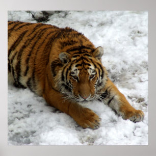 Tiger in the Snow Poster