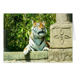Tiger in the temple