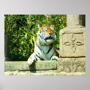 Tiger in the temple poster