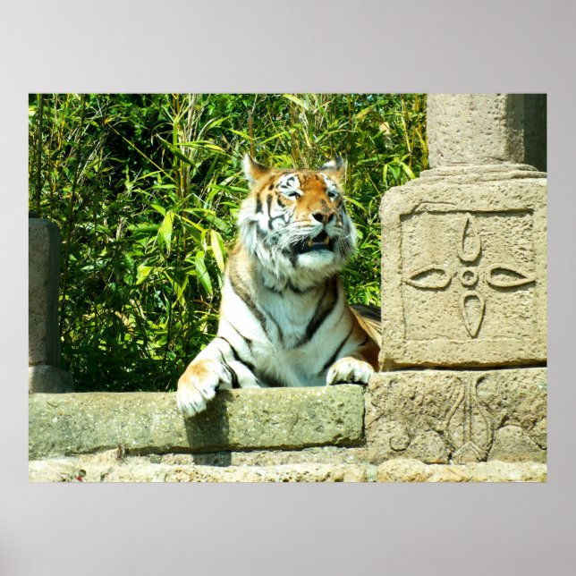 Tiger in the temple poster (Front)