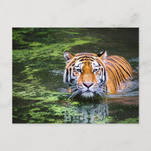 Tiger in the Water Postcard