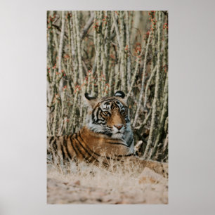 TIGER IN THE WILD RESTING POSTER