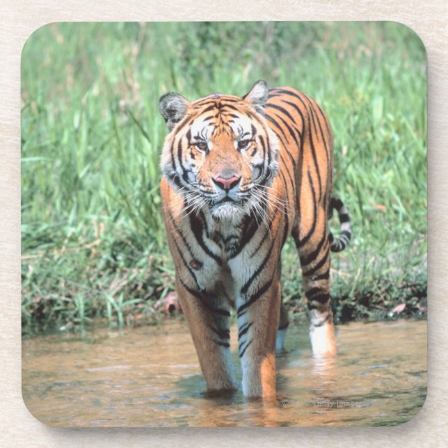 Tiger in water coaster (Front)