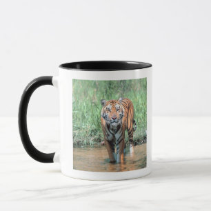 Tiger in water mug