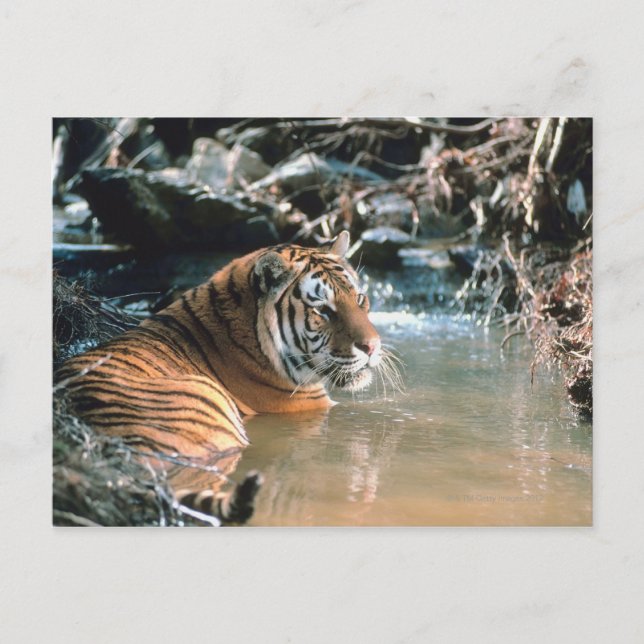 Tiger in water postcard (Front)