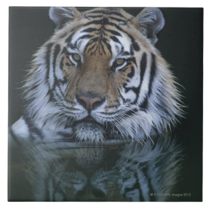 Tiger in Water Tile